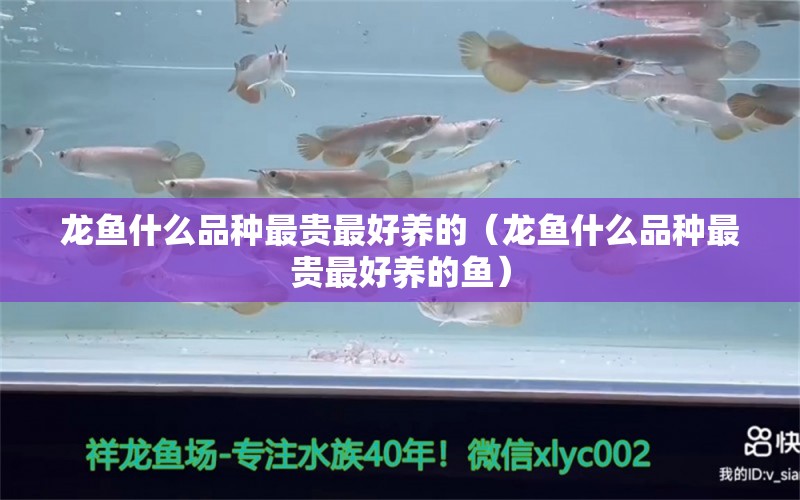 龙鱼什么品种最贵最好养的（龙鱼什么品种最贵最好养的鱼）