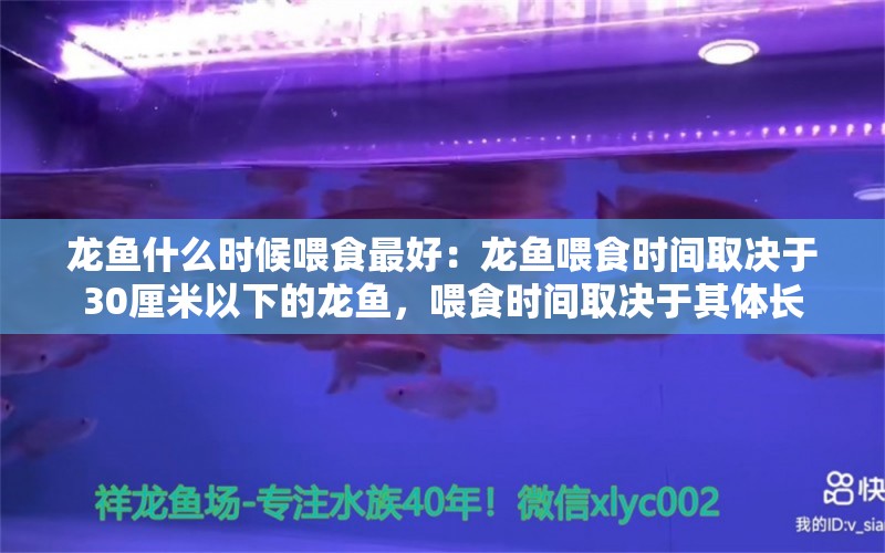 龙鱼什么时候喂食最好：龙鱼喂食时间取决于30厘米以下的龙鱼，喂食时间取决于其体长