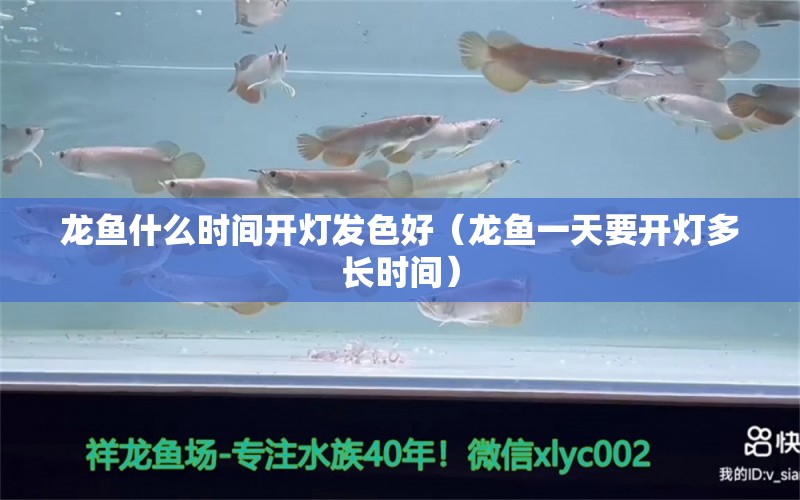 龙鱼什么时间开灯发色好（龙鱼一天要开灯多长时间） 纯血皇冠黑白魟鱼 第2张