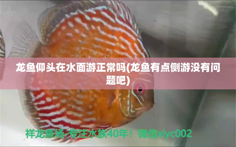 龙鱼仰头在水面游正常吗(龙鱼有点侧游没有问题吧)