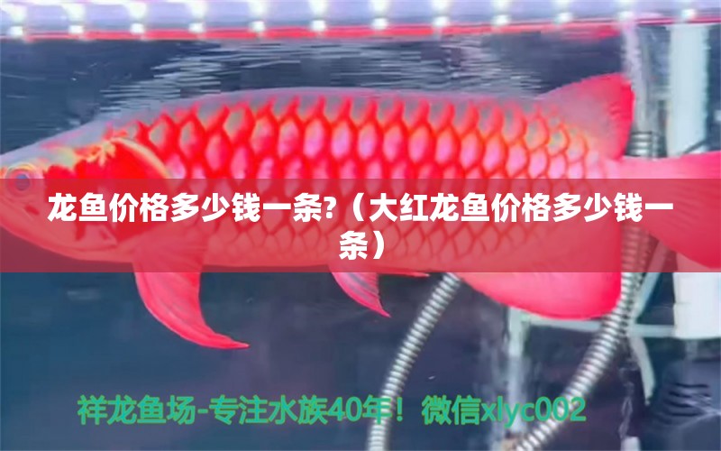 龙鱼价格多少钱一条?（大红龙鱼价格多少钱一条） 广州龙鱼批发市场