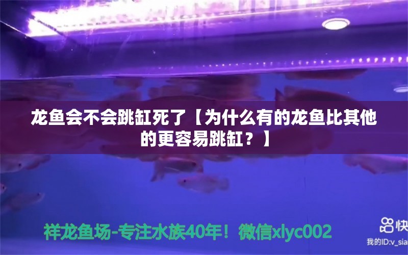 龙鱼会不会跳缸死了【为什么有的龙鱼比其他的更容易跳缸？】 水族问答 第2张