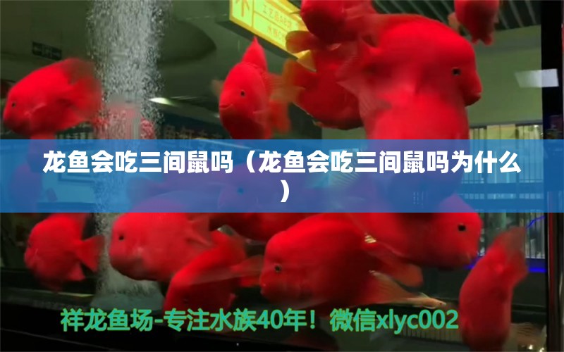 龙鱼会吃三间鼠吗（龙鱼会吃三间鼠吗为什么）