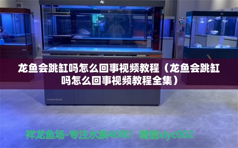 龙鱼会跳缸吗怎么回事视频教程（龙鱼会跳缸吗怎么回事视频教程全集）