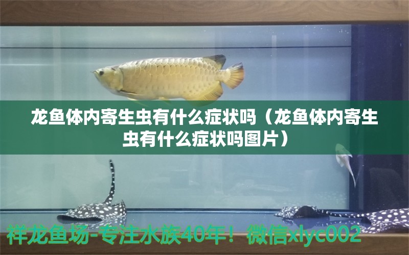 龙鱼体内寄生虫有什么症状吗（龙鱼体内寄生虫有什么症状吗图片）