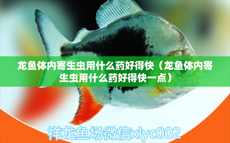 龙鱼体内寄生虫用什么药好得快（龙鱼体内寄生虫用什么药好得快一点） 龙鱼疾病与治疗