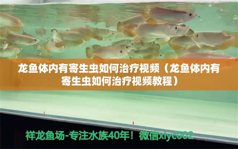 龙鱼体内有寄生虫如何治疗视频（龙鱼体内有寄生虫如何治疗视频教程）