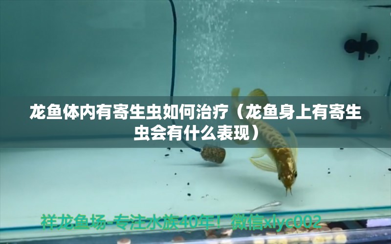 龙鱼体内有寄生虫如何治疗（龙鱼身上有寄生虫会有什么表现）