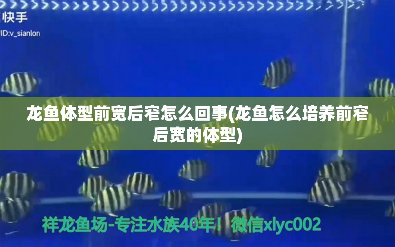 龙鱼体型前宽后窄怎么回事(龙鱼怎么培养前窄后宽的体型)