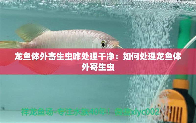 龙鱼体外寄生虫咋处理干净：如何处理龙鱼体外寄生虫 龙鱼百科 第2张