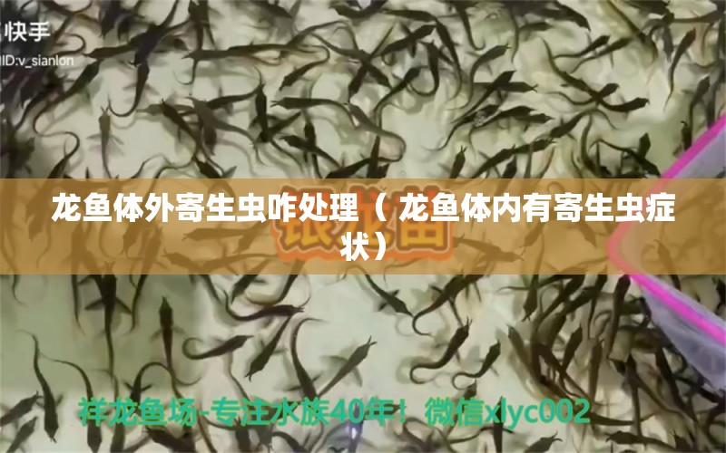 龙鱼体外寄生虫咋处理（ 龙鱼体内有寄生虫症状） 文玩 第1张