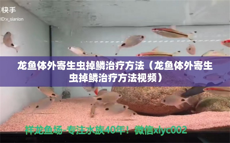 龙鱼体外寄生虫掉鳞治疗方法（龙鱼体外寄生虫掉鳞治疗方法视频）