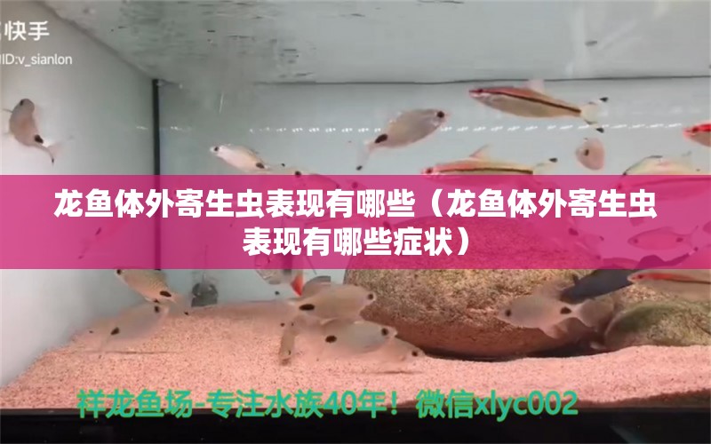 龙鱼体外寄生虫表现有哪些（龙鱼体外寄生虫表现有哪些症状） 龙鱼疾病与治疗