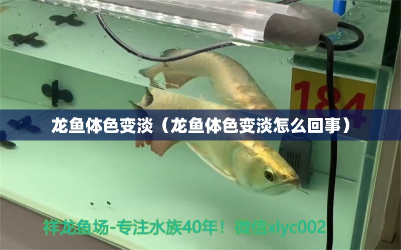龙鱼体色变淡（龙鱼体色变淡怎么回事） 广州龙鱼批发市场
