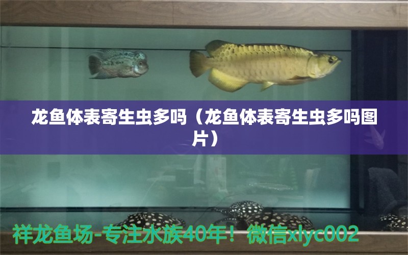 龙鱼体表寄生虫多吗（龙鱼体表寄生虫多吗图片）