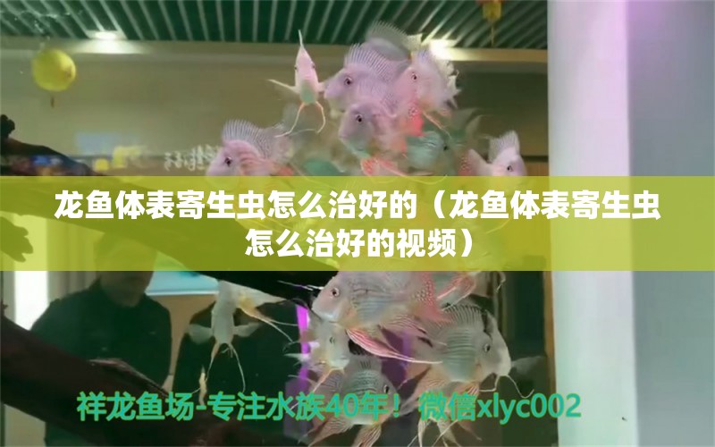 龙鱼体表寄生虫怎么治好的（龙鱼体表寄生虫怎么治好的视频） 龙鱼疾病与治疗