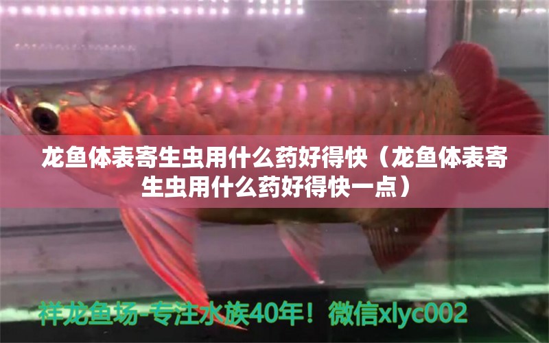 龙鱼体表寄生虫用什么药好得快（龙鱼体表寄生虫用什么药好得快一点） 龙鱼疾病与治疗