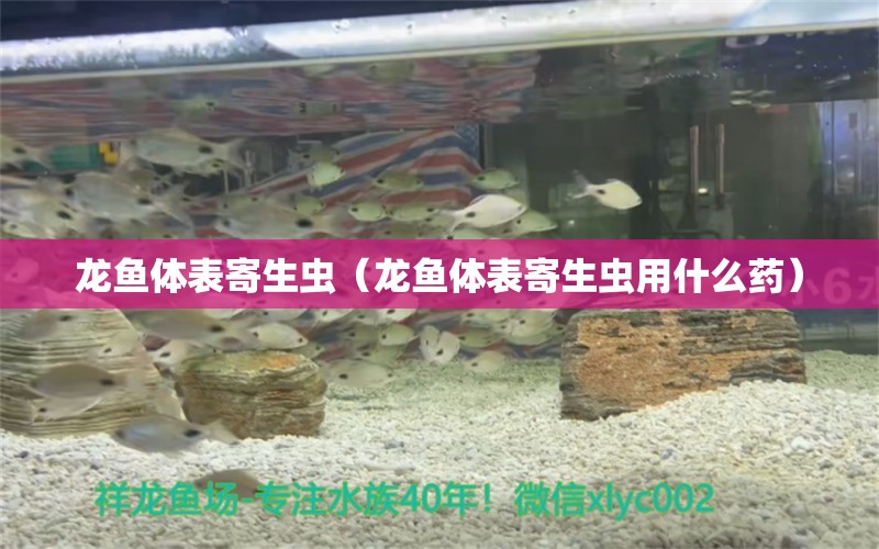 龙鱼体表寄生虫（龙鱼体表寄生虫用什么药）