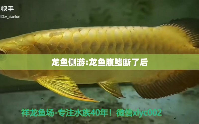 龙鱼侧游:龙鱼腹鳍断了后