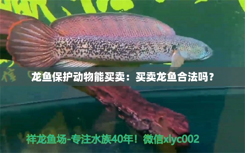 龙鱼保护动物能买卖：买卖龙鱼合法吗？