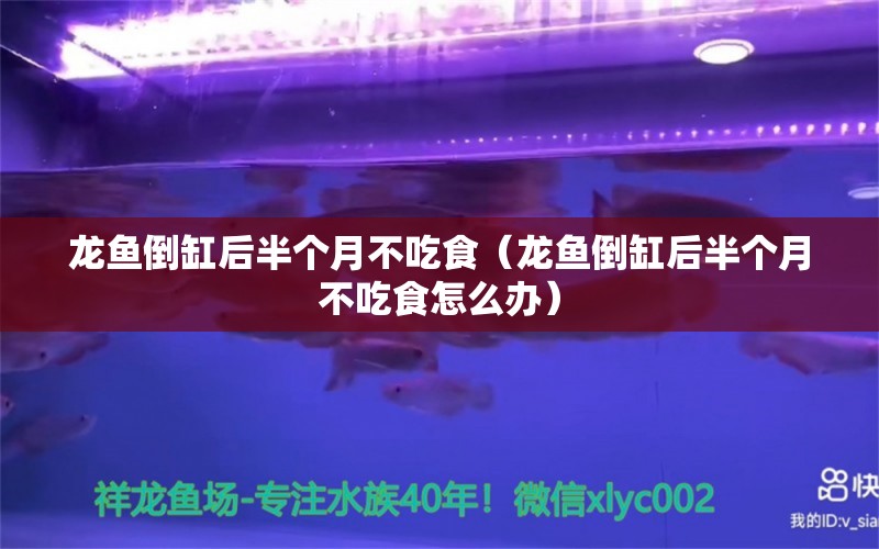 龙鱼倒缸后半个月不吃食（龙鱼倒缸后半个月不吃食怎么办） 龙鱼专用灯