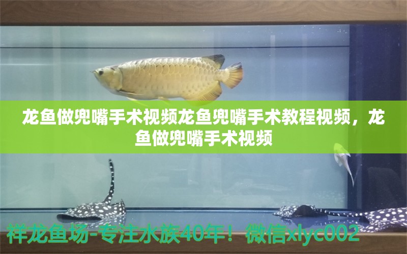 龙鱼做兜嘴手术视频龙鱼兜嘴手术教程视频，龙鱼做兜嘴手术视频 帝王三间鱼 第2张