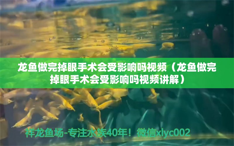 龙鱼做完掉眼手术会受影响吗视频（龙鱼做完掉眼手术会受影响吗视频讲解）