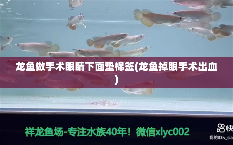 龙鱼做手术眼睛下面垫棉签(龙鱼掉眼手术出血) 祥龙传奇品牌鱼缸 第1张