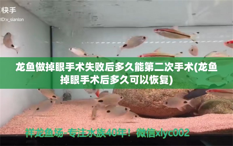 龙鱼做掉眼手术失败后多久能第二次手术(龙鱼掉眼手术后多久可以恢复) 白写锦鲤鱼