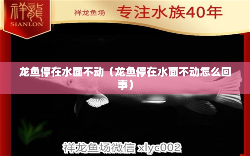 龙鱼停在水面不动（龙鱼停在水面不动怎么回事） 广州龙鱼批发市场