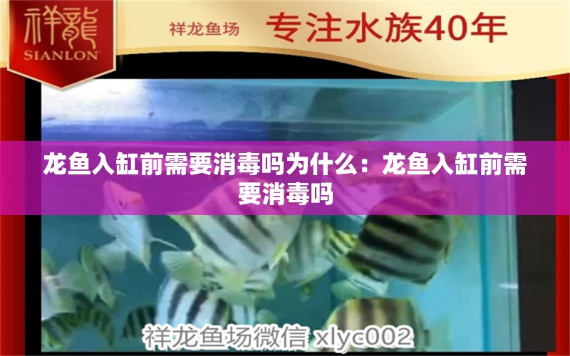 龙鱼入缸前需要消毒吗为什么：龙鱼入缸前需要消毒吗 龙鱼百科 第2张