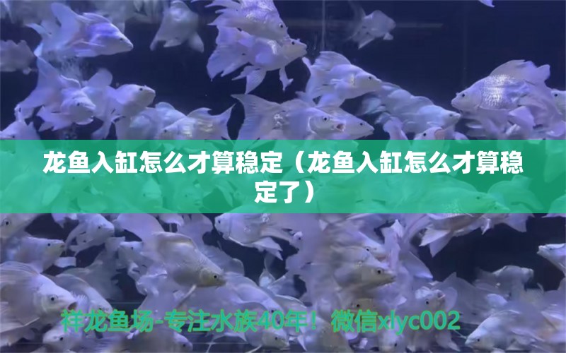 龙鱼入缸怎么才算稳定（龙鱼入缸怎么才算稳定了）