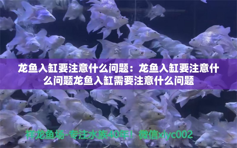 龙鱼入缸要注意什么问题：龙鱼入缸要注意什么问题龙鱼入缸需要注意什么问题 龙鱼百科 第2张