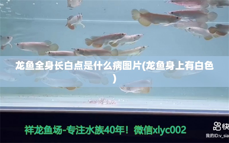 龙鱼全身长白点是什么病图片(龙鱼身上有白色)