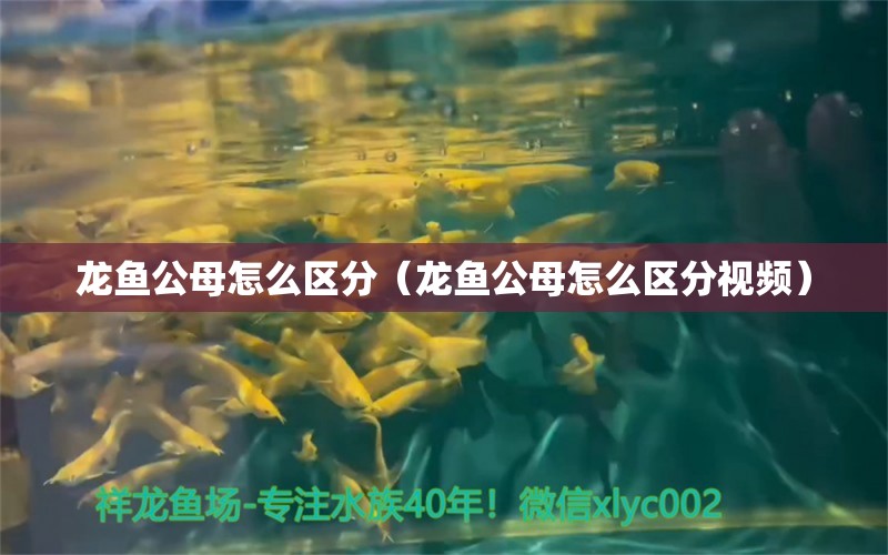 龙鱼公母怎么区分（龙鱼公母怎么区分视频）