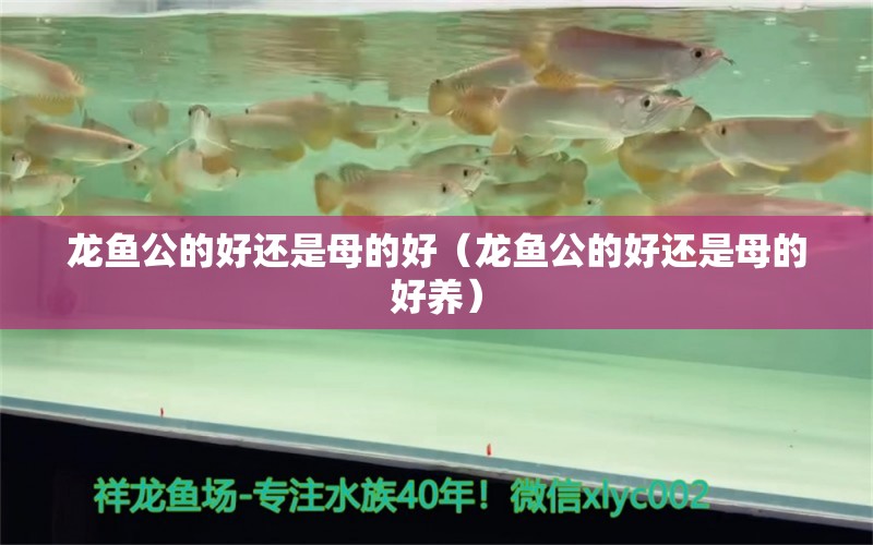 龙鱼公的好还是母的好（龙鱼公的好还是母的好养）