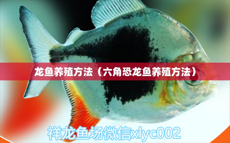 龙鱼养殖方法（六角恐龙鱼养殖方法） 祥龙水族医院