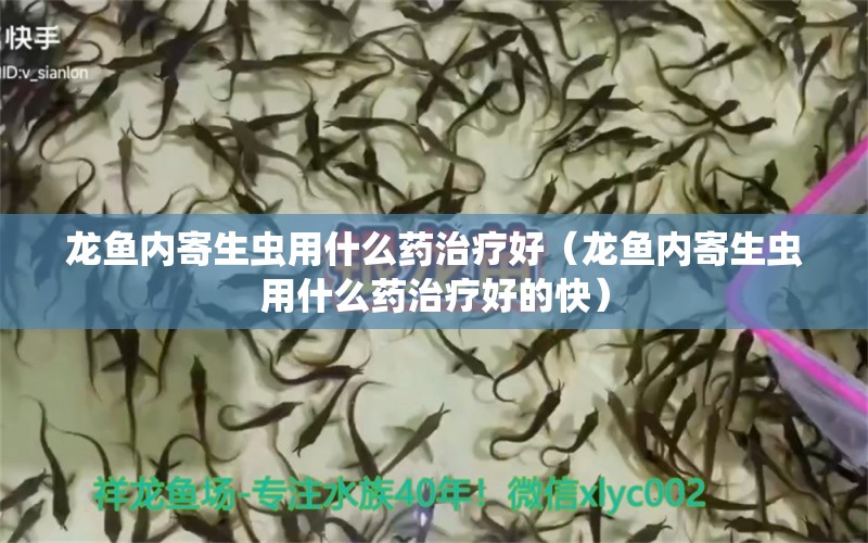 龙鱼内寄生虫用什么药治疗好（龙鱼内寄生虫用什么药治疗好的快）