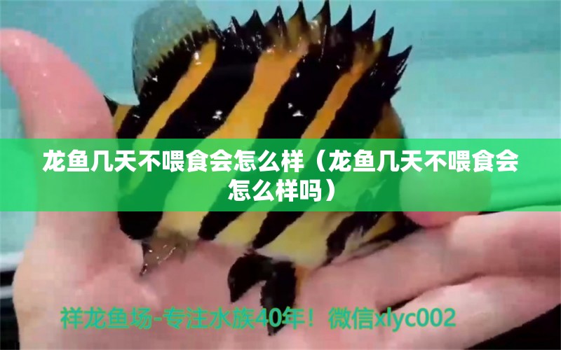 龙鱼几天不喂食会怎么样（龙鱼几天不喂食会怎么样吗） 祥龙水族医院