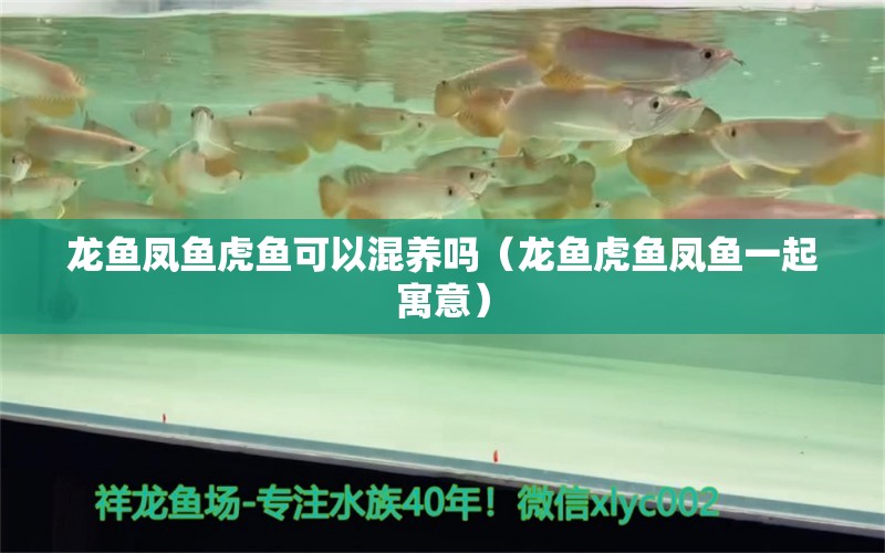 龙鱼凤鱼虎鱼可以混养吗（龙鱼虎鱼凤鱼一起寓意）