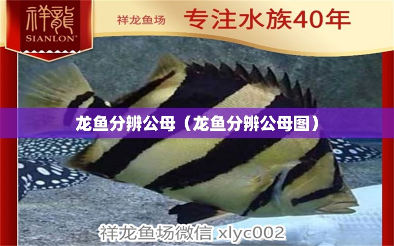 龙鱼分辨公母（龙鱼分辨公母图） 广州龙鱼批发市场