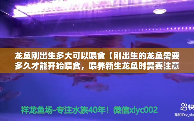 龙鱼刚出生多大可以喂食【刚出生的龙鱼需要多久才能开始喂食，喂养新生龙鱼时需要注意的事项】 水族问答 第1张