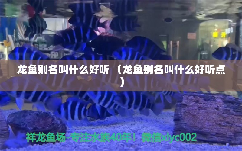 龙鱼别名叫什么好听 （龙鱼别名叫什么好听点）