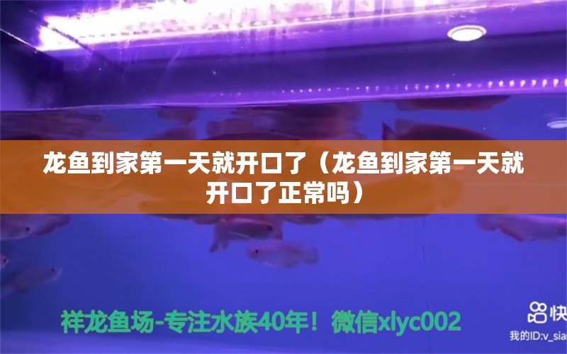 龙鱼到家第一天就开口了（龙鱼到家第一天就开口了正常吗） 黄金斑马鱼