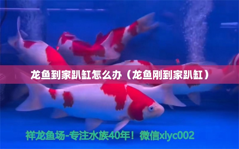 龙鱼到家趴缸怎么办（龙鱼刚到家趴缸） 祥龙水族医院