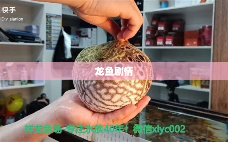 龙鱼剧情