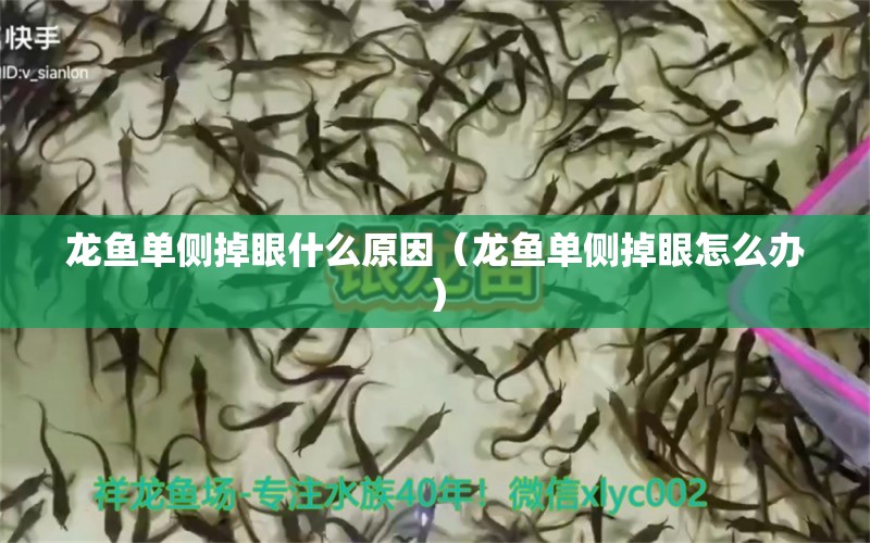 龙鱼单侧掉眼什么原因（龙鱼单侧掉眼怎么办）