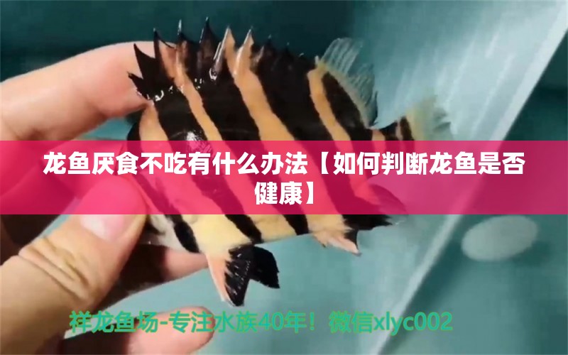 龙鱼厌食不吃有什么办法【如何判断龙鱼是否健康】 水族问答 第1张