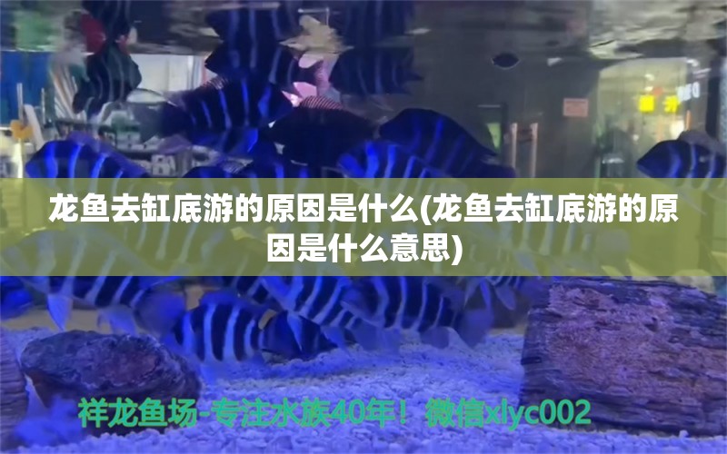 龙鱼去缸底游的原因是什么(龙鱼去缸底游的原因是什么意思)