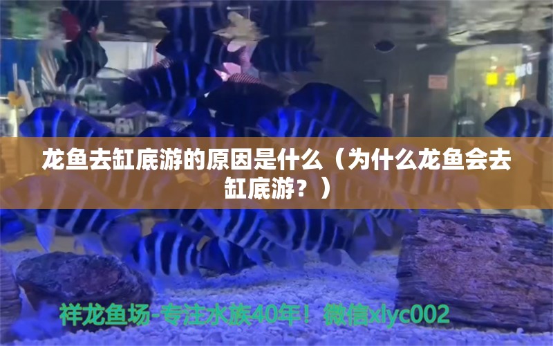 龙鱼去缸底游的原因是什么（为什么龙鱼会去缸底游？）